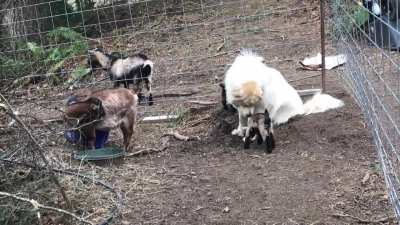 My livestock guardian with the baby goats. She’s doing so good with them 🥰