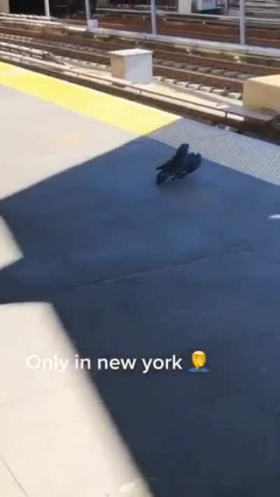 Two pigeons push the third one under a train. Execution of the bird mafia