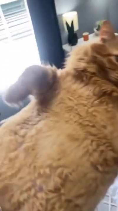 Golden large cuddly