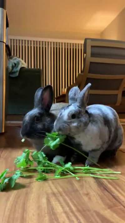 Munch munch munch