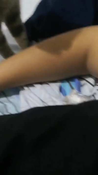 Les dejo un video jugando con mi gato para alegrar el sabado
