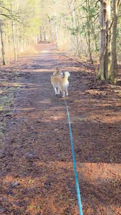 Tantrum on walk