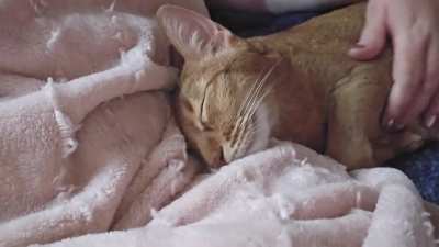 Ramsès likes the new coverlet.