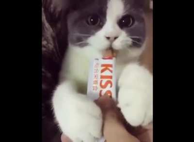 Half life cat