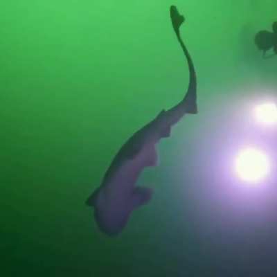A diver exploring a shipwreck in BC thought he saw something moving in the dark. Then his flashlight caught the outline of a shark.