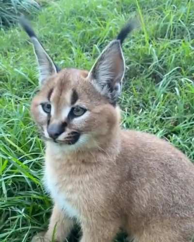 Caracal player spends evolution points on emote.