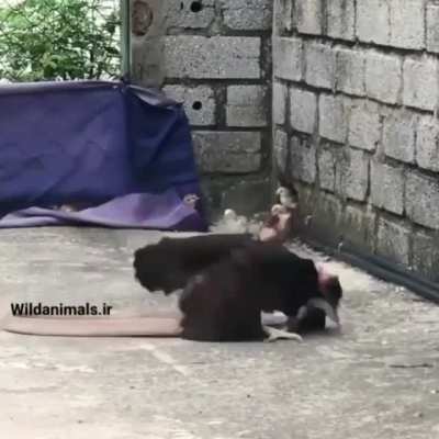 This hen fighting a snake to protect her children
