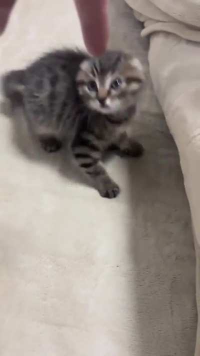 this cutie has such a character... cuteness overload!