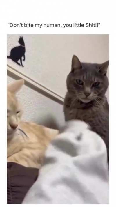 Angry cat