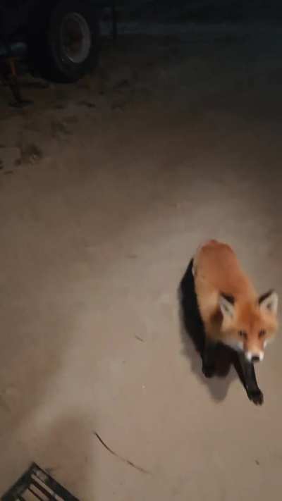 Visitors