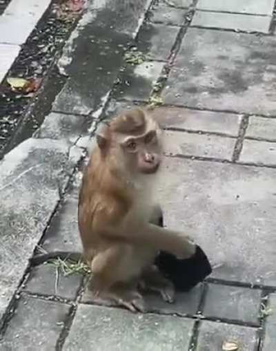 This Monkey 🐒 is more sensible than most humans...!