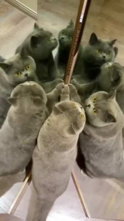 Catception.