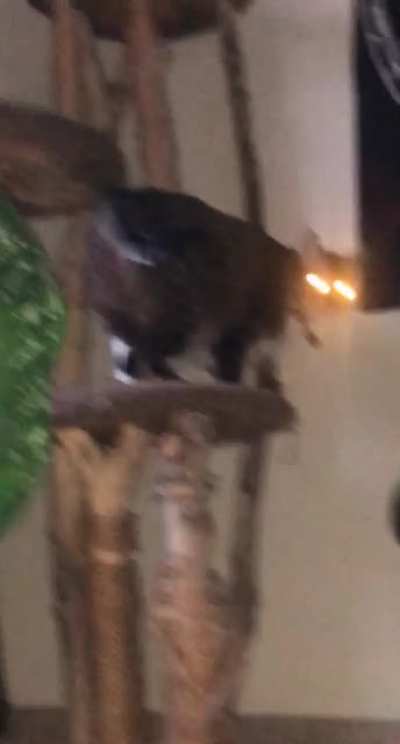 When the human doesn’t give you wet food for dinner.