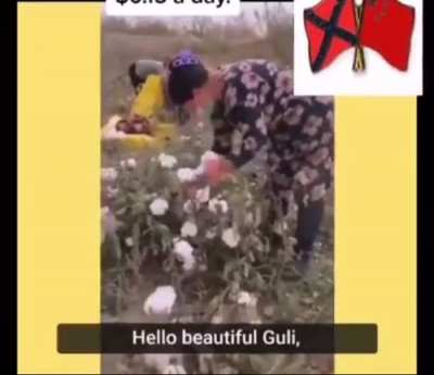 什么迪克西