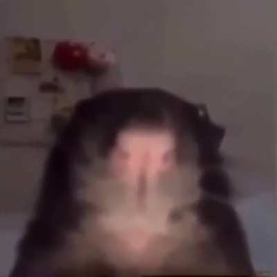 rats, rats, we're the rats. we prey at night, we stalk at night, we're the rats