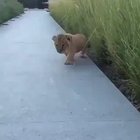 A giant roar.