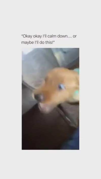 Dog vs. Pillow