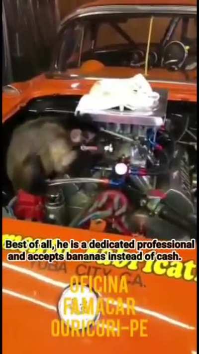 Monke - Video #4708