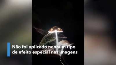 Lembra o Cordyceps monkaW