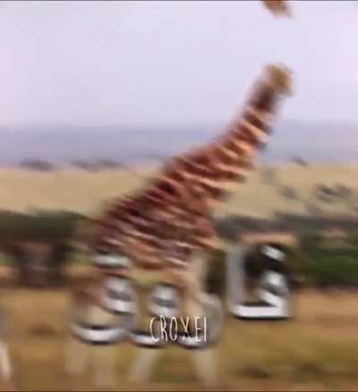 ابو شوقي