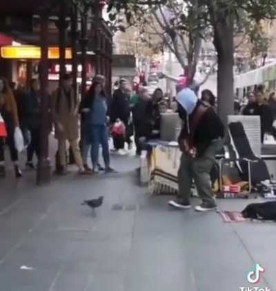 Bird dancing