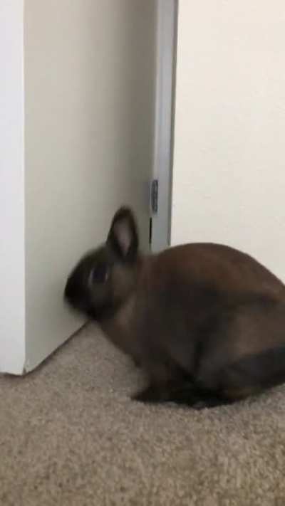 Ive recorded dozens of videos of Chester since adopting him, but this is still a favorite