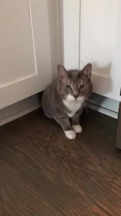 Here kitty kitty