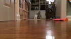 Doggo will do anything to get the ball