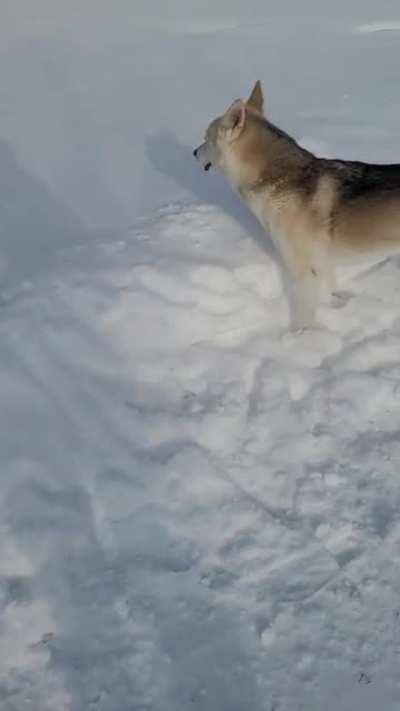Enjoying her favorite snow hill. ❄