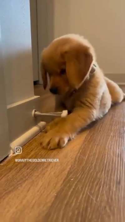 carry on woof