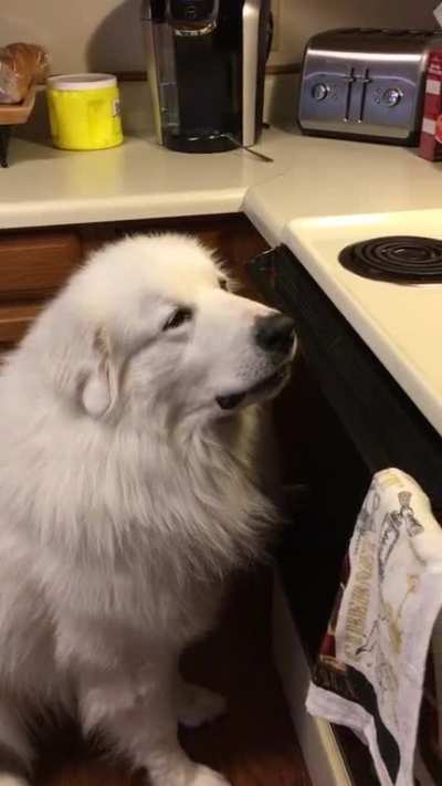 My good boy not begging, he’s just hoping really hard.