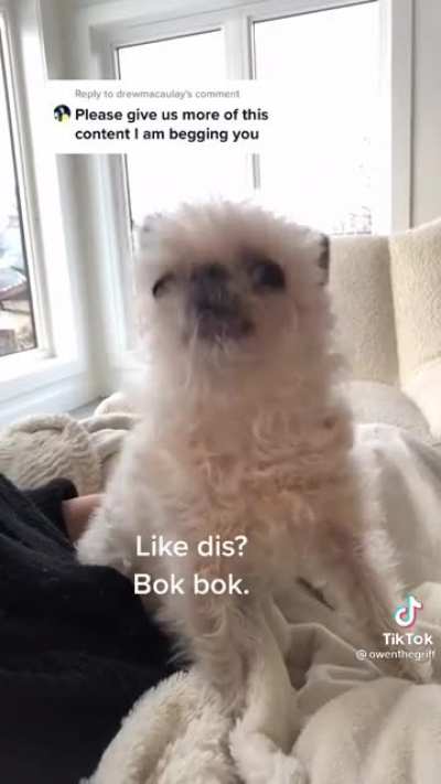 Bok Bok