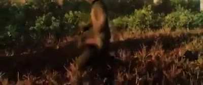 Does anyone have this rare footage of Strelok dancing in a higher quality?