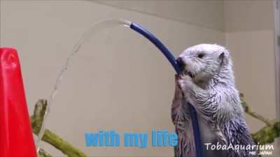 Otter questions own purpose