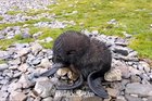 Newborn arctic fur seal