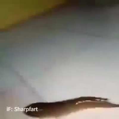 What Pokémon is this?