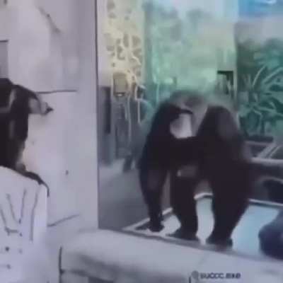 Monke
