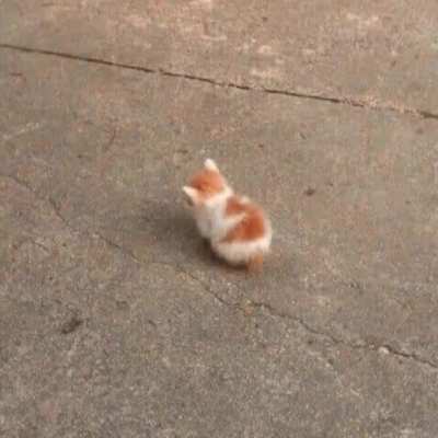 A lot of illegal Smol kitties