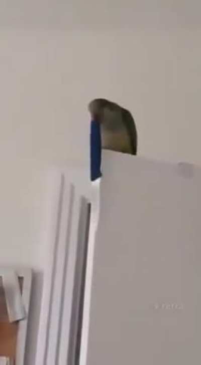 Defense Bird