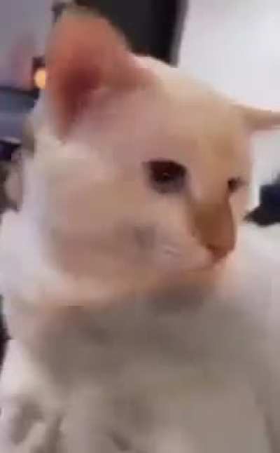 Dr. Meow go brrrr, oioioioioi