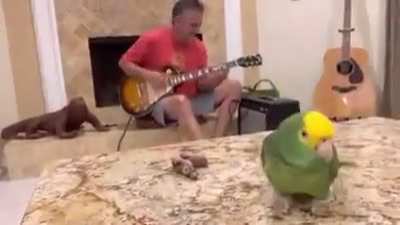 This parrot doing a lead vocals
