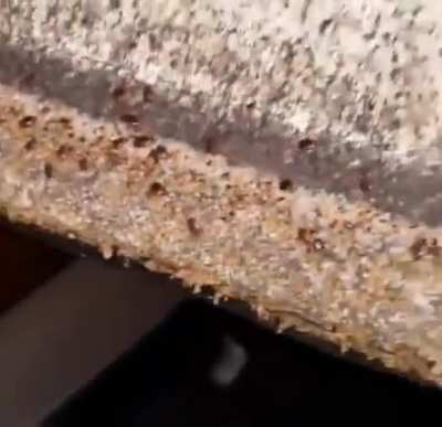 bed bug infestation