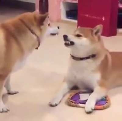Dogs