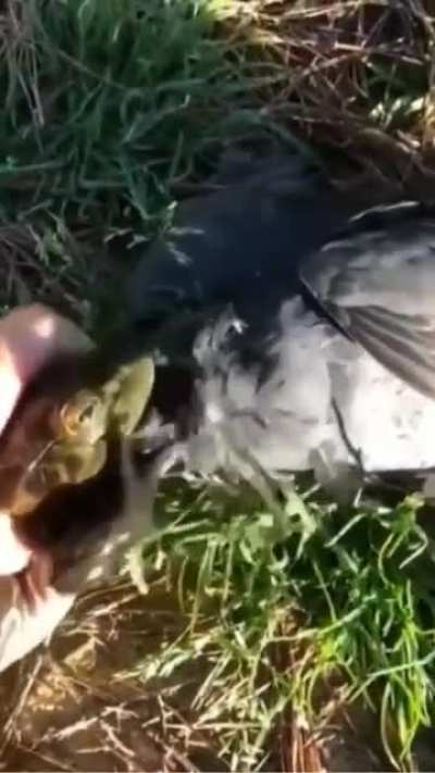 The frogs are on our side. This guy is a tool.
