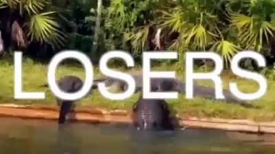 Respeitem os jacarés e crocodilos
