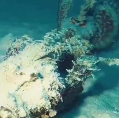 Stonefish