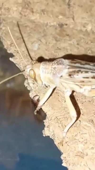 любопытство