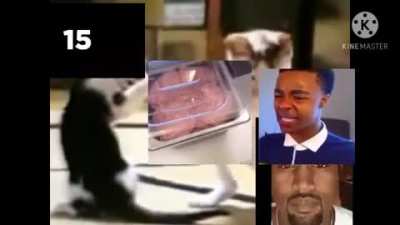 Dancing_cat.avi