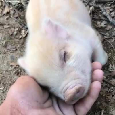 Was es wohl gerade träumt? 🐽