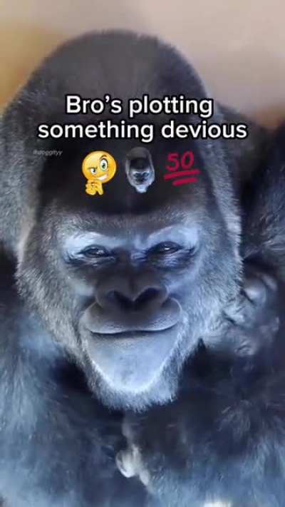 🦍